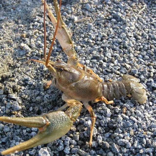 Рак - crayfish - abcdef.wiki
