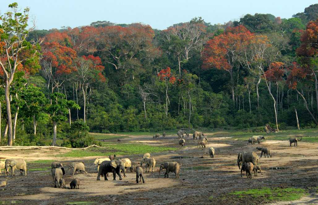Комплекс охраняемых территорий дзанга-сангха