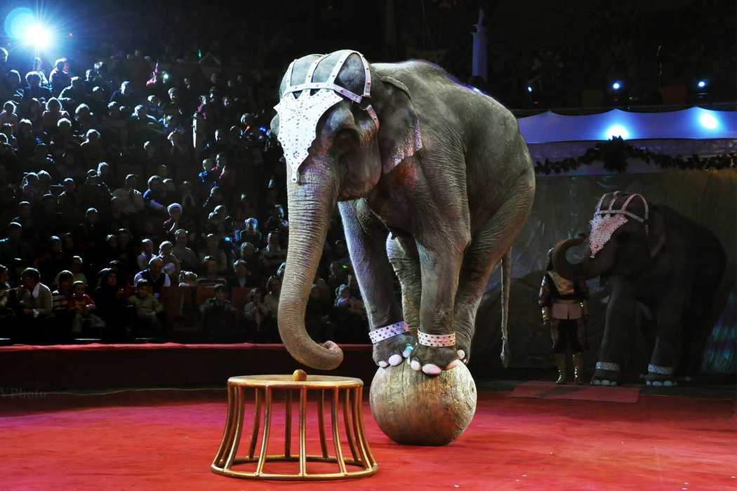 Список 10 самых старых цирков в мире