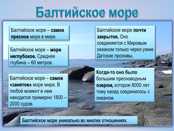Обитатели балтийского моря: виды и описание, среда обитания, фото