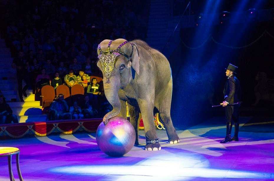 7 лучших цирков мира