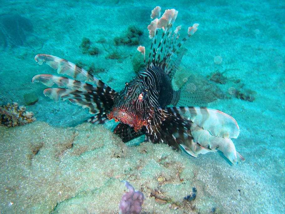 Карибский рифовый осьминог