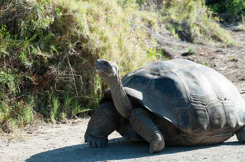 Слоновая черепаха среда обитания. Галапагосская черепаха. Галапагосские острова черепахи. Галапагосская слоновая черепаха. Сухопутная черепаха Галапагосы.