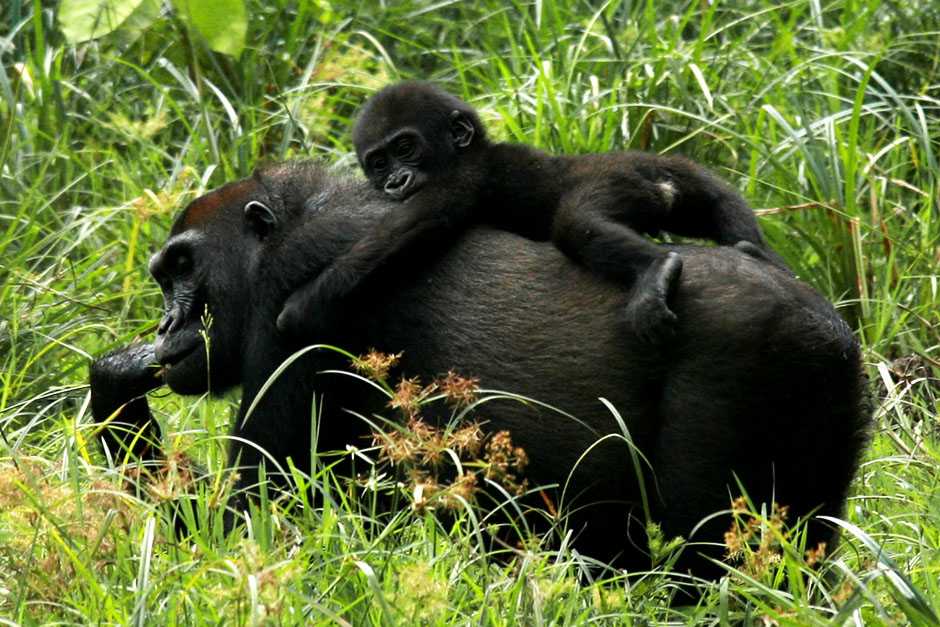 20 знаменитых национальных парков танзании
