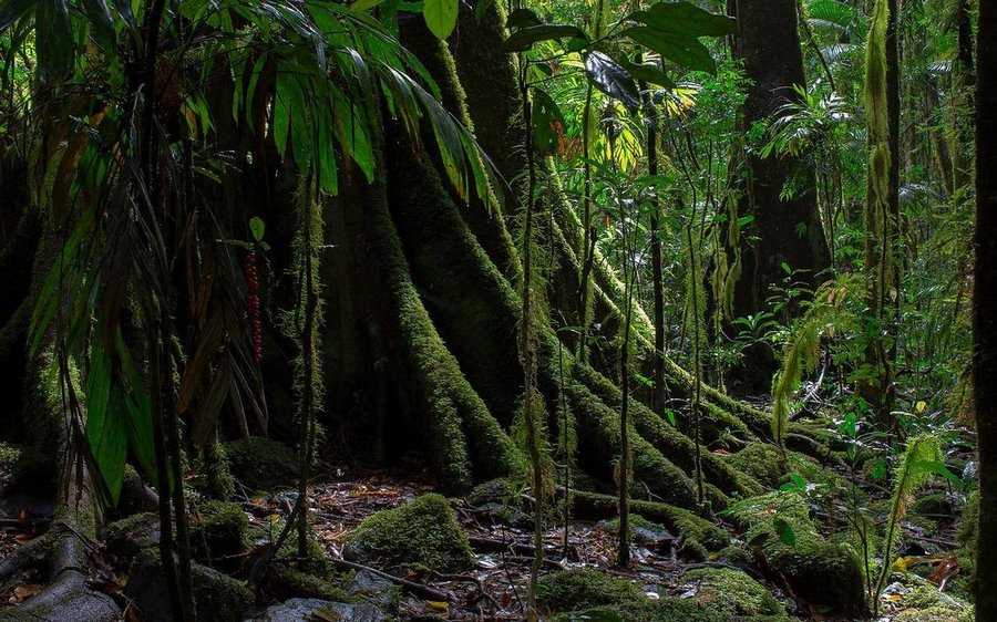 Какие природные зоны есть в южной америке — описание, климат, почвы, животные и растения