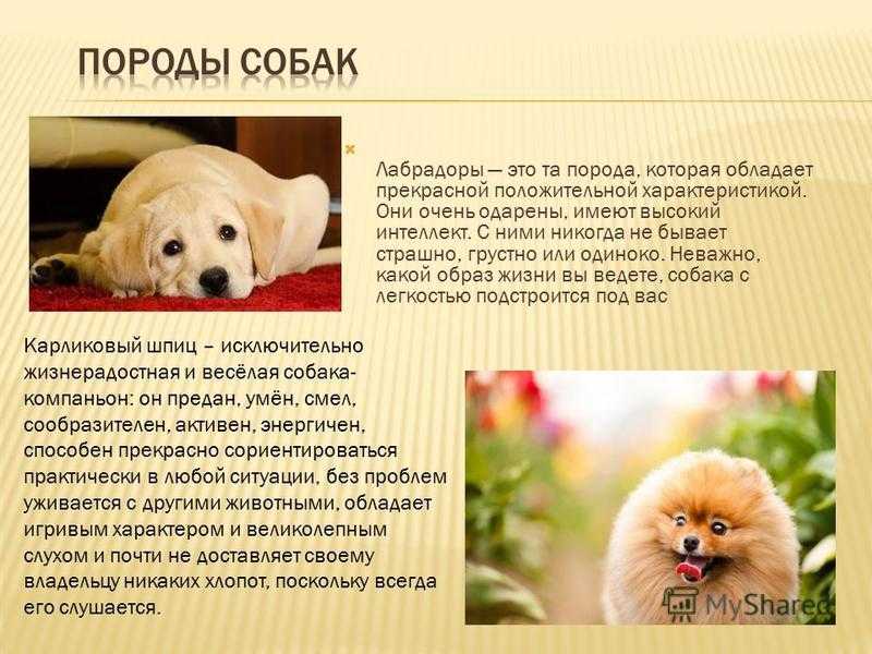 Породы собак описание и фото