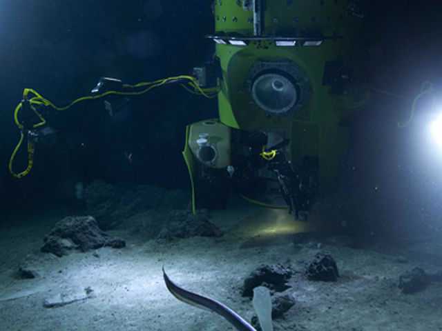 Поразительный подводный мир и его обитатели - zefirka