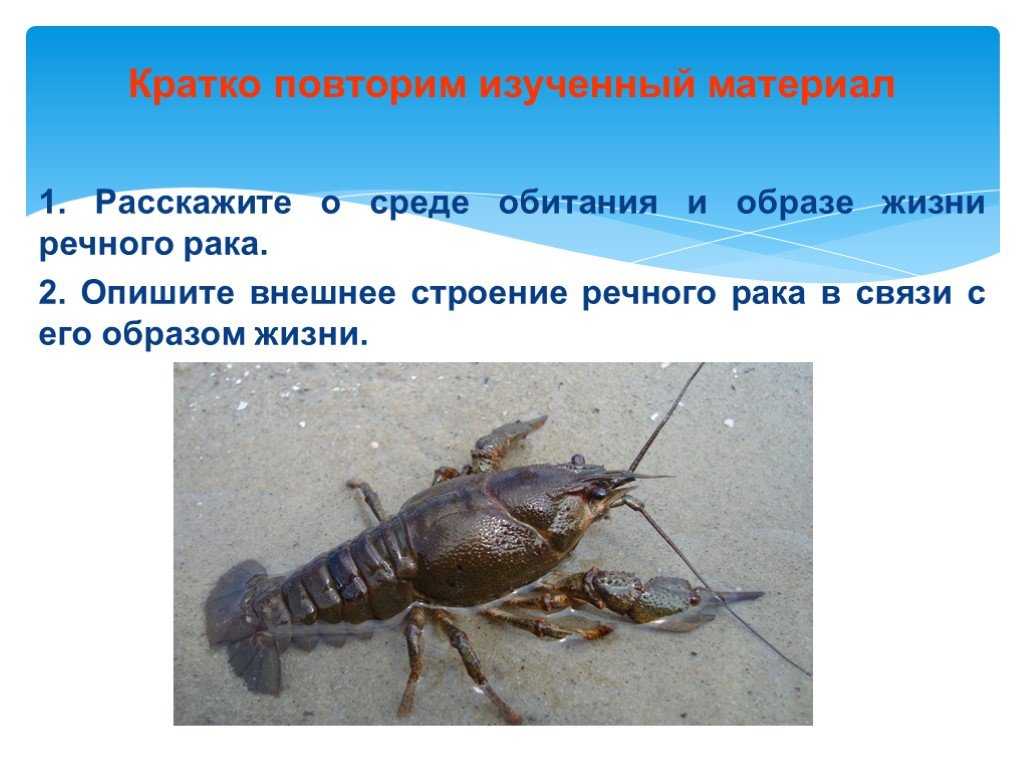 Рак - crayfish