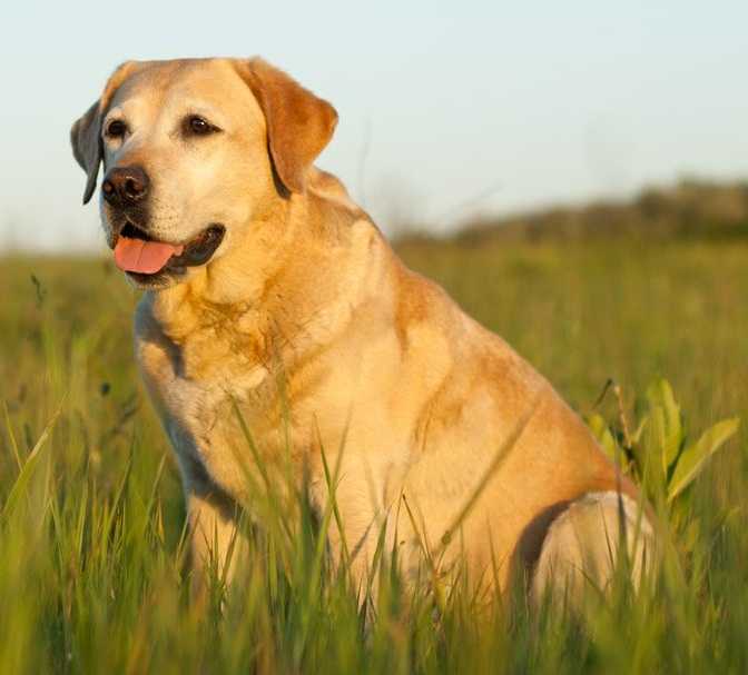 Фотографии лабрадора. фотографии породы лабрадор ретривер - фотографии собак разных пород - uadog
