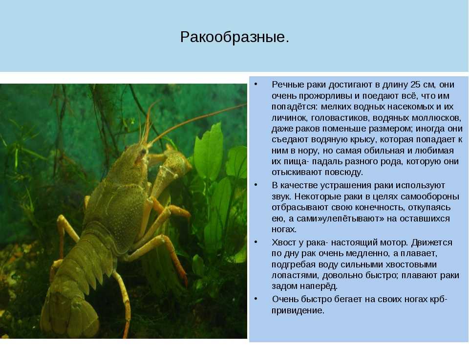 Рак - crayfish - abcdef.wiki