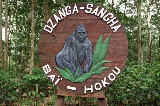 Национальный парк дзанга-санга: лес трёх наций