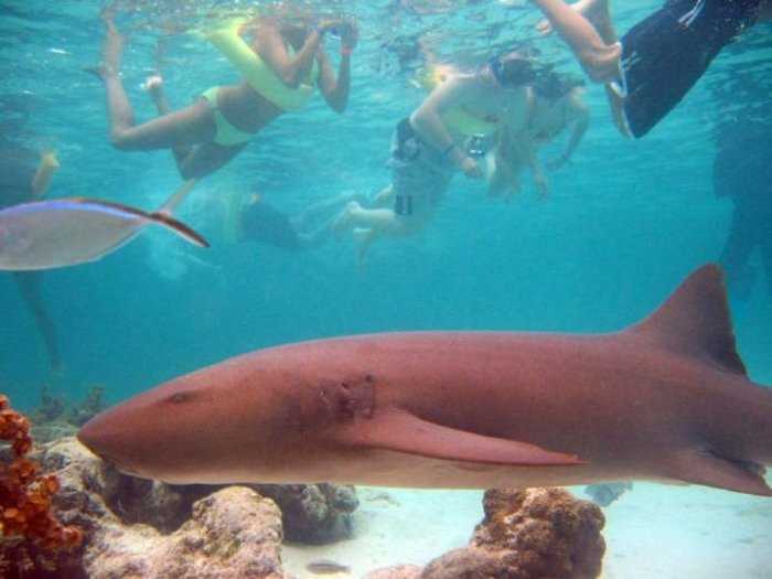 Маринариум – уникальный морской парк и аквариум в восточной части Доминиканы в Кабеза де Торо между курортами Плайя Баваро и Пунта-Кан. Здесь посетителям предоставлена возможность открыть для себя чудеса рифов и подводного мира Карибского моря. Эксклюзивн