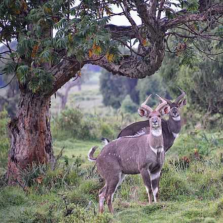 Национальные парки Эфиопии: Национальный парк Сымен...