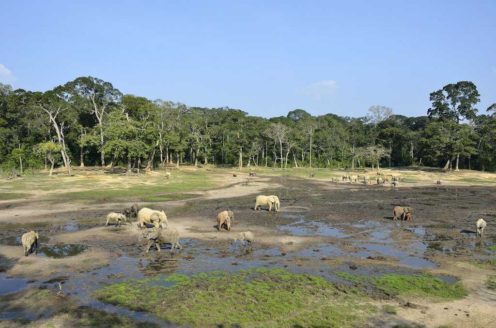 Национальный парк дзанга-ндоки
