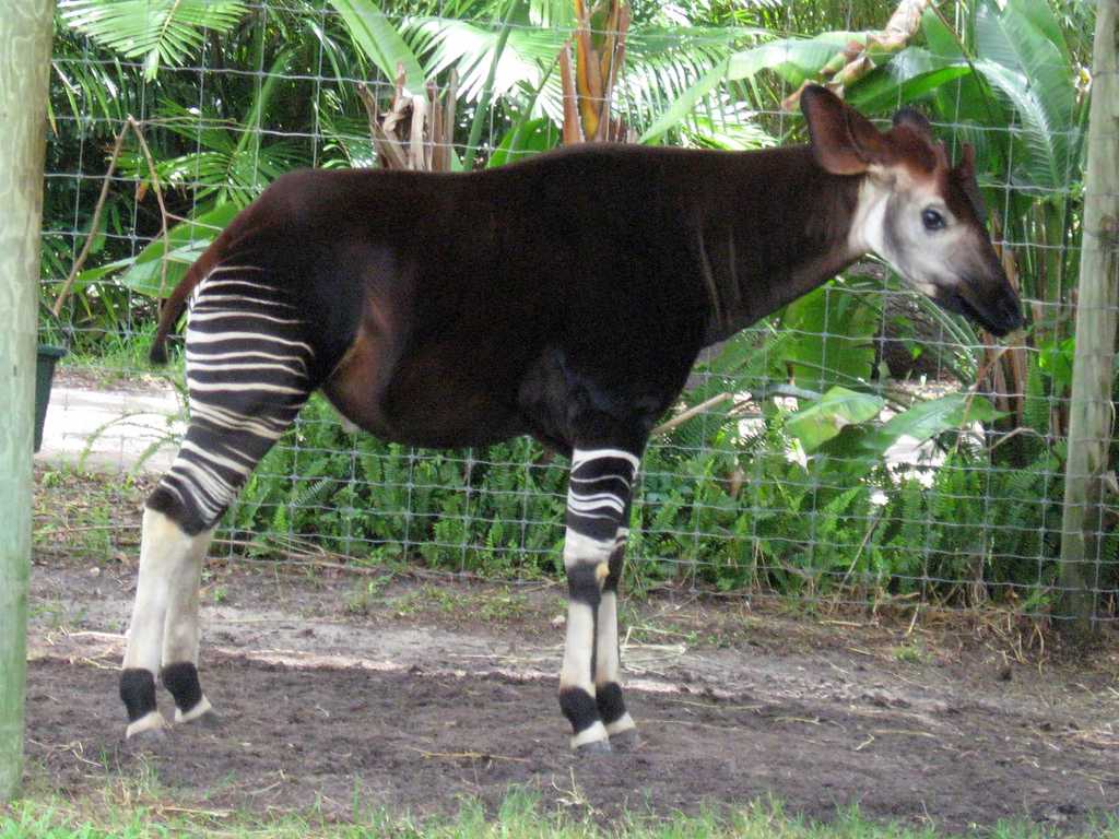 Заповедник окапи - okapi wildlife reserve - abcdef.wiki