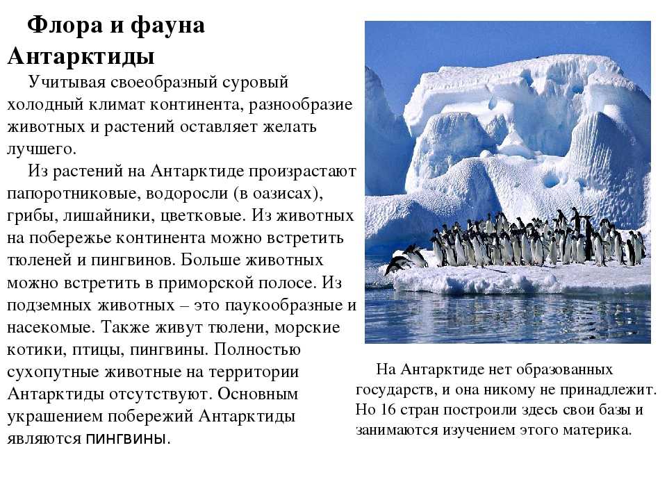 Сообщение о животных антарктиды. Антарктида животные и растения. Доклад оанторктиде. Описать животный мир Антарктиды.