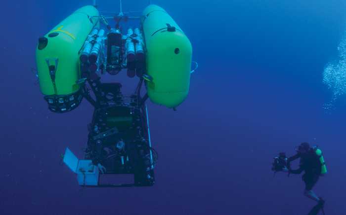 Мир океанов: самое удивительное о подводных обитателях