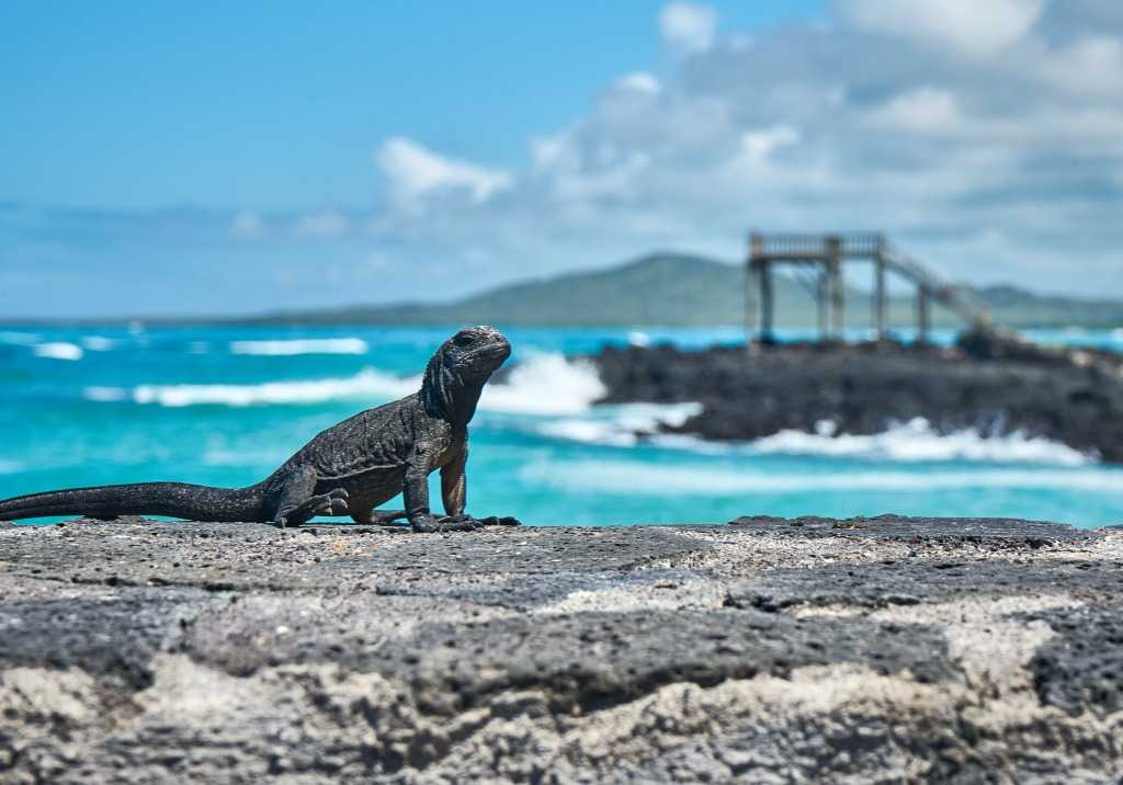 Топ-20 достопримечательностей загадочных галапагосских островов, на которых вы встретите гигантских древних монстров и не только