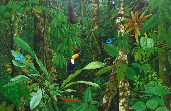 Экваториальные леса южной америки: интересные факты и фото | vivareit