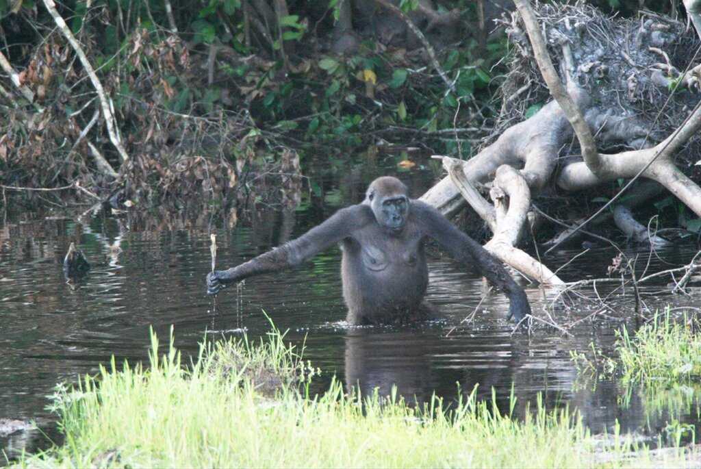 Национальный парк Дзанга-Ндоки расположен в юго-западной части Центральноафриканской республике, в префектуре Санга-Мбаэре.