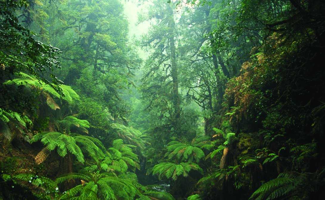 Экваториальные леса южной америки: интересные факты и фото
