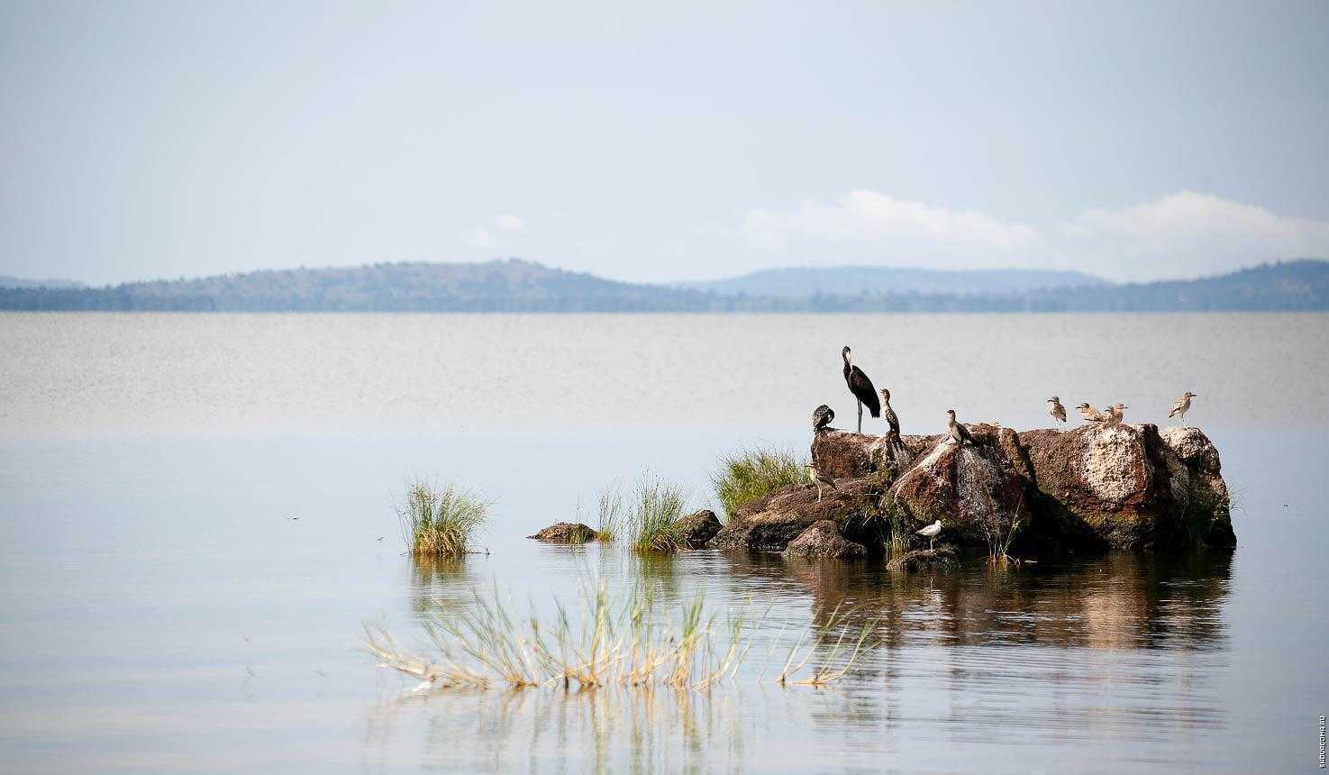 Берег озера Виктория в Танзании