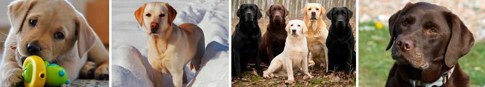 Лабрадор ретривер: общая характеристика и история породы, все о собаке, окрас, стандарты лабрадора (125 фото)