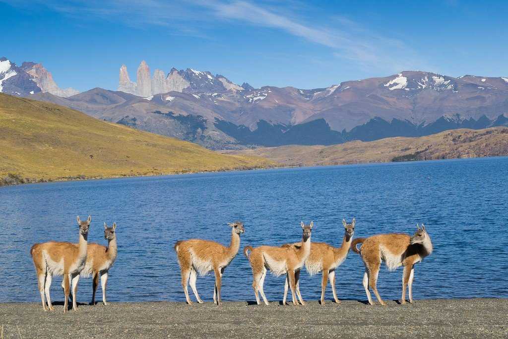 Национальный парк торрес-дель-пайне (parque nacional torres del paine) описание и фото - чили: пуэрто-наталес
