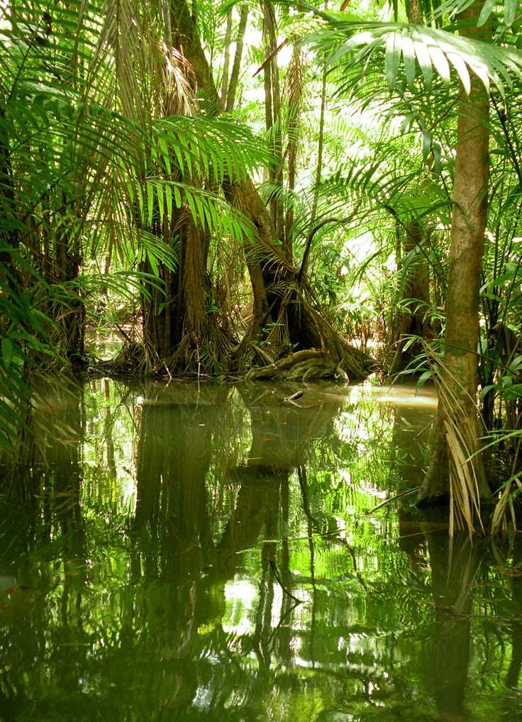 Сельва: «экзотический мир амазонии»