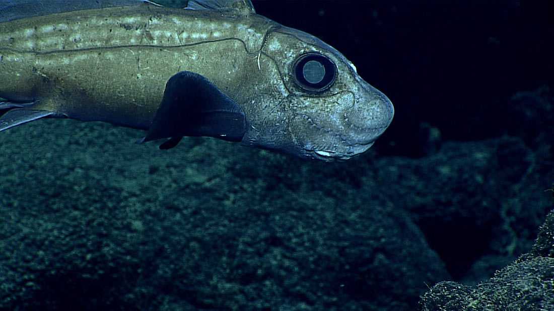 Морские обитатели и интересные факты о них. подводный мир