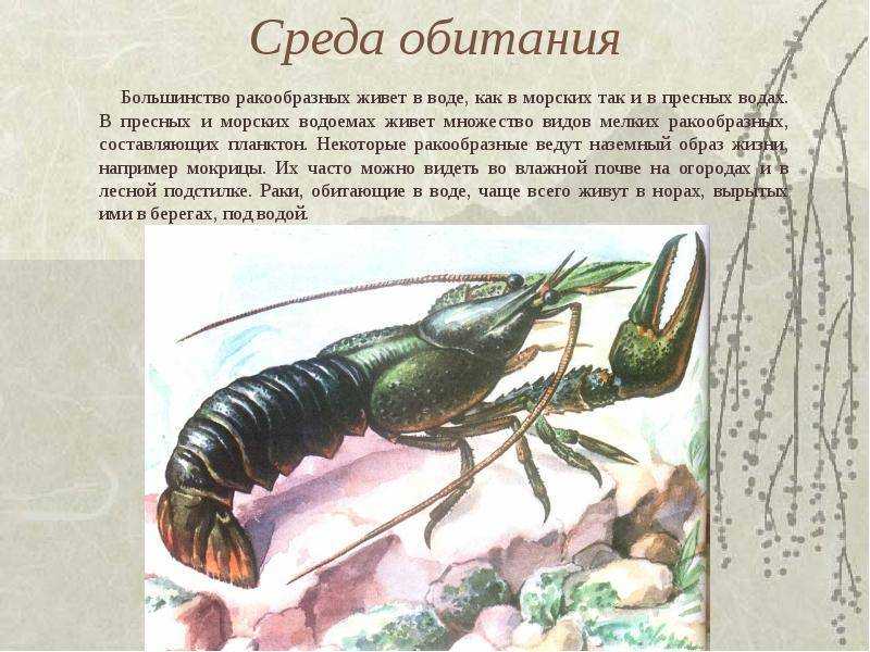 Какие виды раков существуют? описание и фото :: businessman.ru