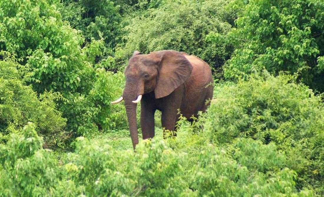 Национальный парк дзанга-санга: лес трёх наций - 2021 travel times
