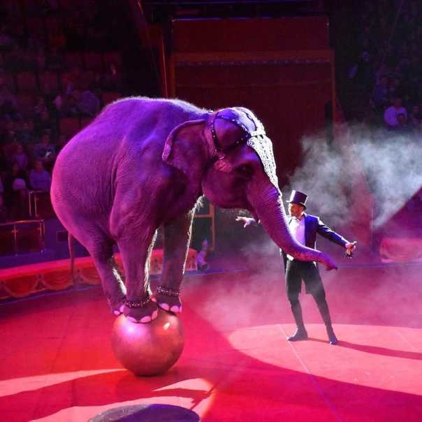 Цирк дю солей – самый известный цирк в мире