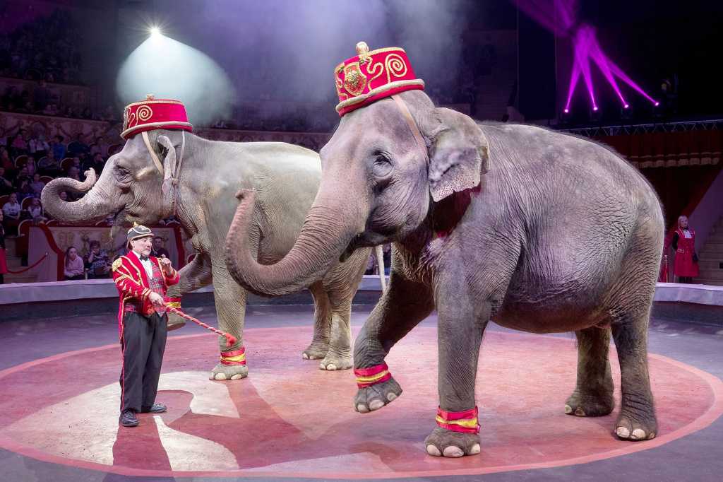 7 лучших цирков мира | самые интересные места