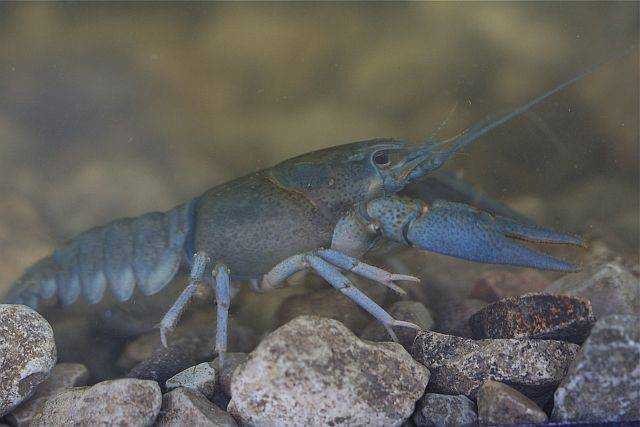 Рак - crayfish