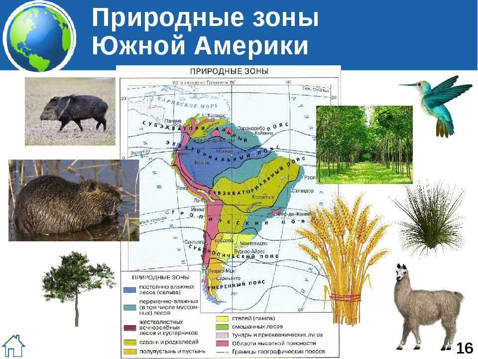 Большую часть северной америки занимает природная зона. Природные зоны Южной Америки растения животные 7 класс география. Животные природные зоны Южная Америка карта. Обитатели природных зон Южной Америки. Животные природных зон Южной Америки таблица.