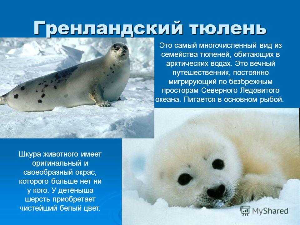 Сравните образ жизни тюленя и кита. Животные севера. Самые интересный факты о тюленях. Сообщение о тюлене. Животные обитающие в Арктике.