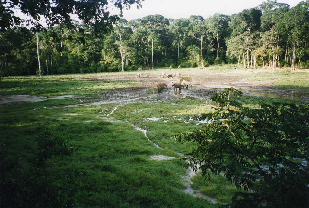 Национальный парк дзанга-ндоки - gaz.wiki
