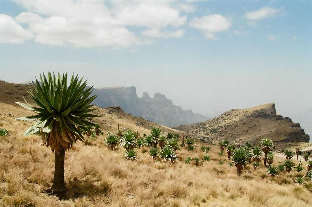 Самые популярные достопримечательности эфиопии ( + фото )