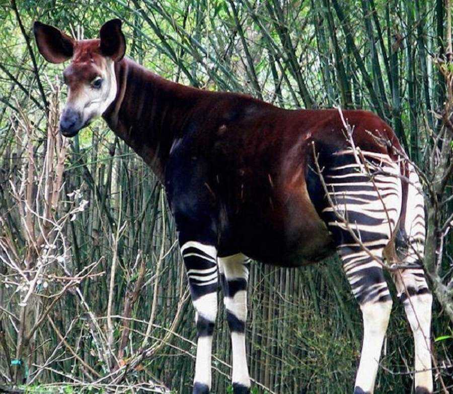 Заповедник окапи - okapi wildlife reserve