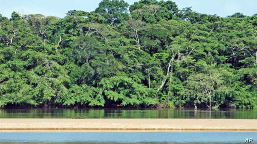 Национальный парк дзанга-санга: лес трёх наций - 2021 travel times