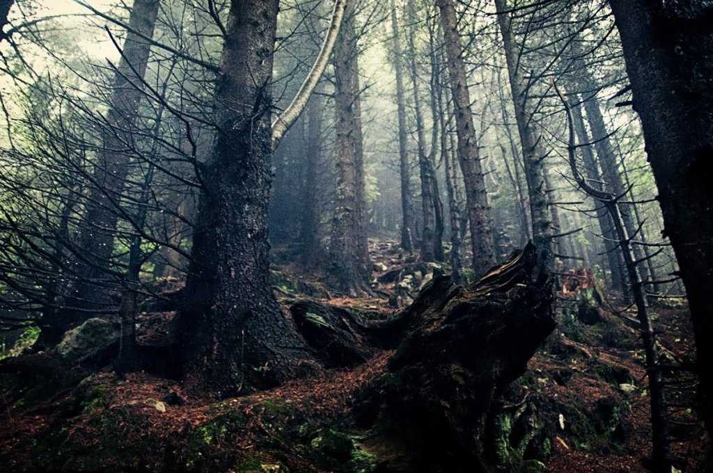 Самые красивые леса россии: туризм и отдых » notagram.ru