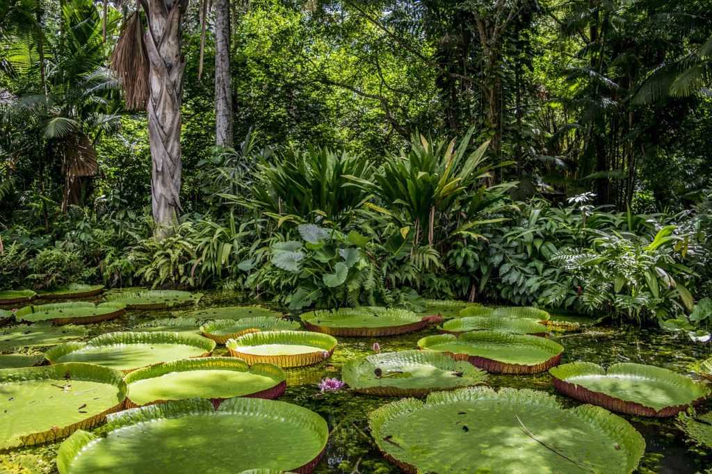 Растения южной америки – растительный мир саванн, особенности эндемиков