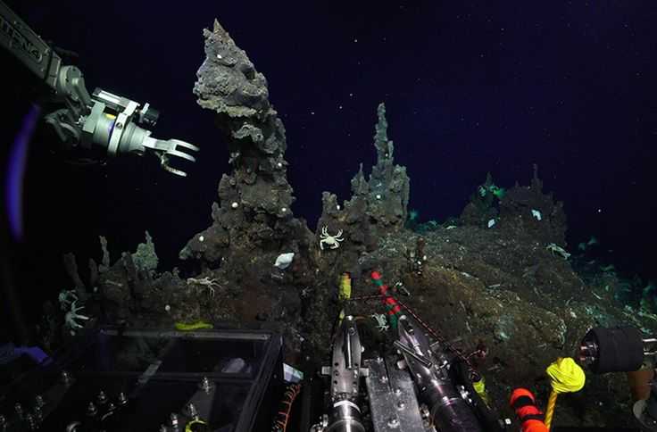 Поразительный подводный мир и его обитатели - zefirka